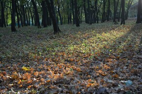 Названа дата начала пожароопасного сезона в лесах Саратовской области