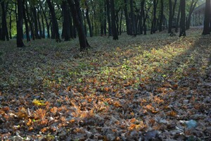 Названа дата начала пожароопасного сезона в лесах Саратовской области