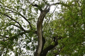 Мужчину будут судить за незаконную рубку дубов и клёна