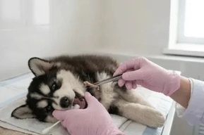 Ветеринары рассказали о спасении щенка хаски, пострадавшего из-за небольшого предмета