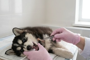 Ветеринары рассказали о спасении щенка хаски, пострадавшего из-за небольшого предмета