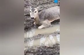 Лежала в грязи и не могла подняться: в регионе спасли косулю