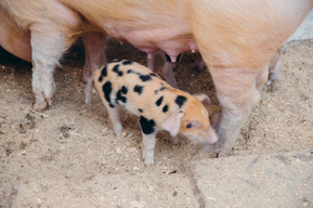 В правительстве Саратовской области отчитались о ситуации с бешенством, чумой и ящуром в регионе
