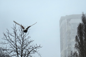 От минус 1 до плюс 18, дождь и туман: в Саратовской области ожидается неблагоприятная погода