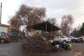 Саратовский регоператор: федеральное законодательство категорически запрещает нести ветки на контейнерные площадки