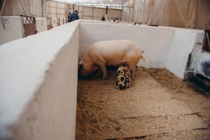 В Саратовской области стало больше свиней, поголовье остальных животных и птиц сократилось