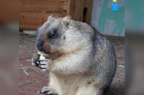 В нацпарке «Хвалынский» проснулся сурок-синоптик, который проспал четыре месяца