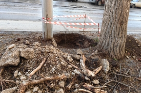 При прокладке линии «скоростного трамвая» на Советской изувечили деревья