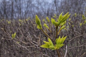 Синоптики предупреждают о возможных заморозках на Пасху