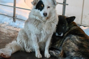 Бездомные собаки остались без вольеров и ветеринарного пункта, на которые выделили бюджетные деньги. Решение суда