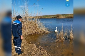 Лебедь врезался в линию электропередач и всю зиму лечился: история спасения