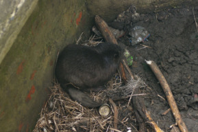 Волонтёры спасли бобра «из бетонного плена» в заброшенном селе