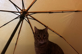 Дождь, гроза, от 0 до 22 градусов тепла: в Саратовской области ожидается непогода