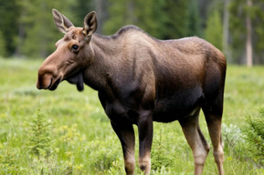 Житель Сызрани приехал в Саратовскую область и убил лося (мужчину вычислили по топору, ванной, верёвке и оружию в машине)