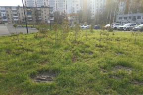 В скандальном сквере на улице Прессовой погибают сосны (ранее чиновники обещали, что подрядчиков заставят провести восстановительные работы)