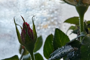 Жителей региона ждёт до 17 градусов тепла и гроза