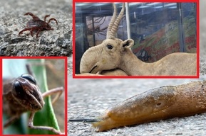 Десять казней саратовских: мифические и реальные угрозы от нашествия животных, насекомых и пауков в регионе в 2026 году