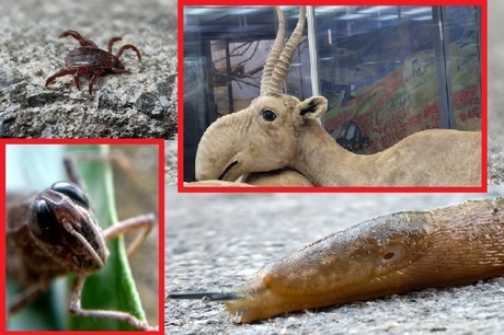 Десять казней саратовских: мифические и реальные угрозы от нашествия животных, насекомых и пауков в регионе в 2026 году