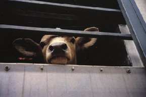 Из Саратовской в Пензенскую область хотели вывезти 40 коров без документов