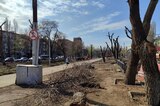 Саратовцы об опиловке деревьев в сквере на Астраханской: «Теперь тут уродливые огрызки и полупустыня»