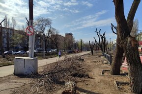 Саратовцы об опиловке деревьев в сквере на Астраханской: «Теперь тут уродливые огрызки и полупустыня»