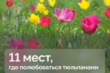 Штраф до миллиона: опубликован список мест, где растут цветы, которые нельзя срывать