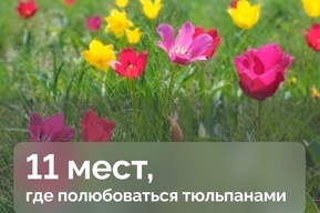 Штраф до миллиона: опубликован список мест, где растут цветы, которые нельзя срывать