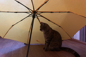 Снег с дождём, от -2 до +12 градусов и очень сильный ветер: в Саратовской области установили жёлтый уровень погодной опасности