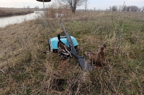 Стало известно какую дичь предпочитают охотники-нарушители