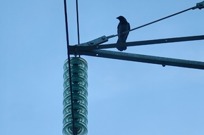 АО «Облкоммунэнерго» снова получило штраф от УФАС: в этот раз нарушение связано с ИП