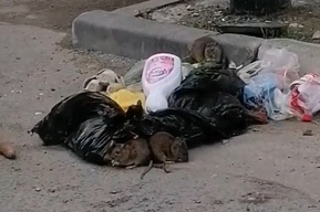 «Страшно отпускать детей гулять»: жители саратовской пятиэтажки рассказали о крысах, оккупировавших их дом