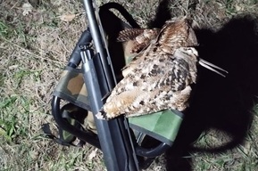 Охотникам предложили посчитать вальдшнепов в Саратовской области