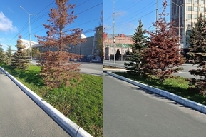 На главной площади города, которая находится рядом со зданиями правительства и мэрии, засыхают деревья 