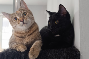 В Госдуму внесен закон об обязательной маркировке домашних животных