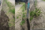 «Земля потрескалась»: в сквере в Улешах, где находится мемориал «Защитникам саратовского неба», не включают автополив