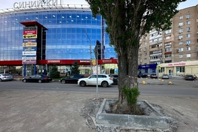 В Юбилейном здоровое дерево залили бетоном