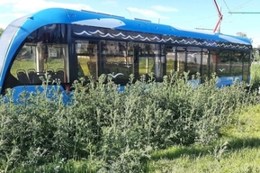 Колючки тоже скоростные: саратовец показал, как выглядит новый газон на месте реконструированной трамвайной линии