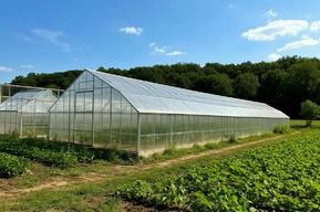«За растениями производился тщательный уход»: на даче у мужчины нашли теплицы с более 150 кустами конопли