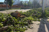 «Я не эксперт, но растения выглядели здоровыми»: на Советской началась массовая вырубка деревьев