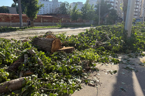 «Я не эксперт, но растения выглядели здоровыми»: на Советской началась массовая опиловка деревьев