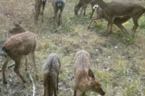 Детёныш пятнистого оленя попался в фотоловушку, установленную в регионе