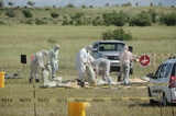 На борьбу с особо опасным заболеванием в Вольском районе собрались специалисты из пяти областей