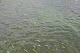 «Могло принести течением»: очередной труп был обнаружен в реке