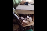 Ветеран боевых действий, все его соседи и около 20 котят умоляют саратовцев о помощи