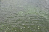 Нырнул и не вынырнул: в регионе утонул отдыхавший в компании молодой человек