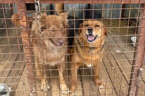 Чиновники увеличили число бродячих собак, которых нужно отловить (в некоторых районах — в два раза)