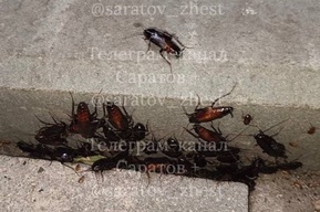 Полчища тараканов на улицах шокировали саратовцев