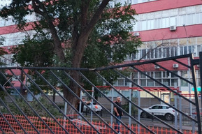 «Запреты ввели, а места для выгула не обеспечили»: саратовцы недовольны плохим состоянием площадок для собак в центре города