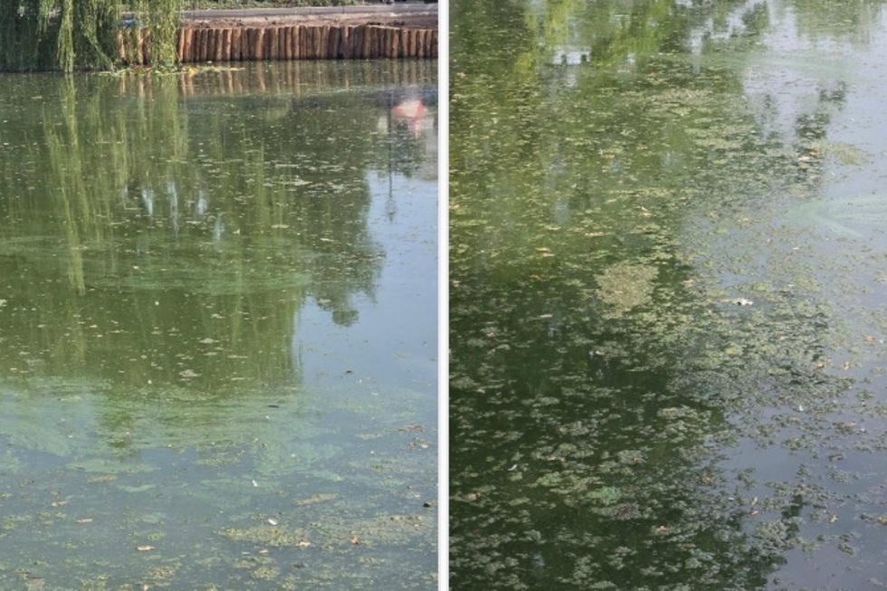 «За что нам это?»: Сталинский пруд в Городском парке Саратова, который «оздоровили» за миллионы бюджетных рублей, протух и зацвёл