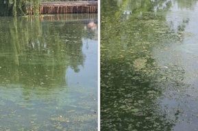 «За что нам это?»: Сталинский пруд в Городском парке Саратова, который «оздоровили» за миллионы бюджетных рублей, протух и зацвёл